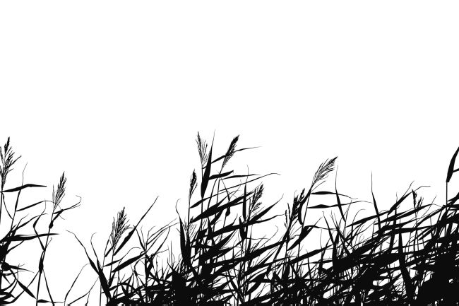 TAIL FLY FISHING MAGAZINE