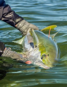 saltwater fly fishing photo contest - tail fly fishing magazine photo contest