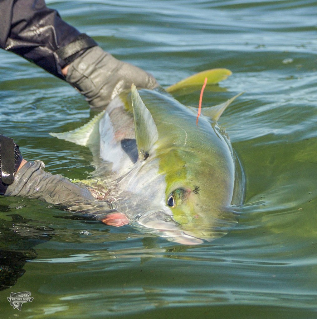 Tail Fly Fishing Magazine