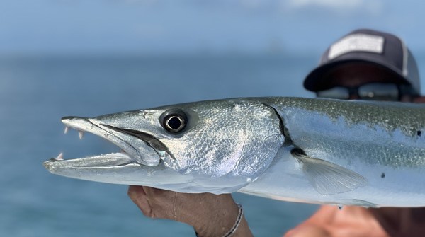 Saltwater fly fishing - barracuda species