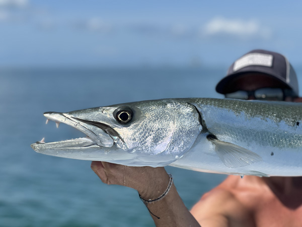 Saltwater fly fishing - barracuda species