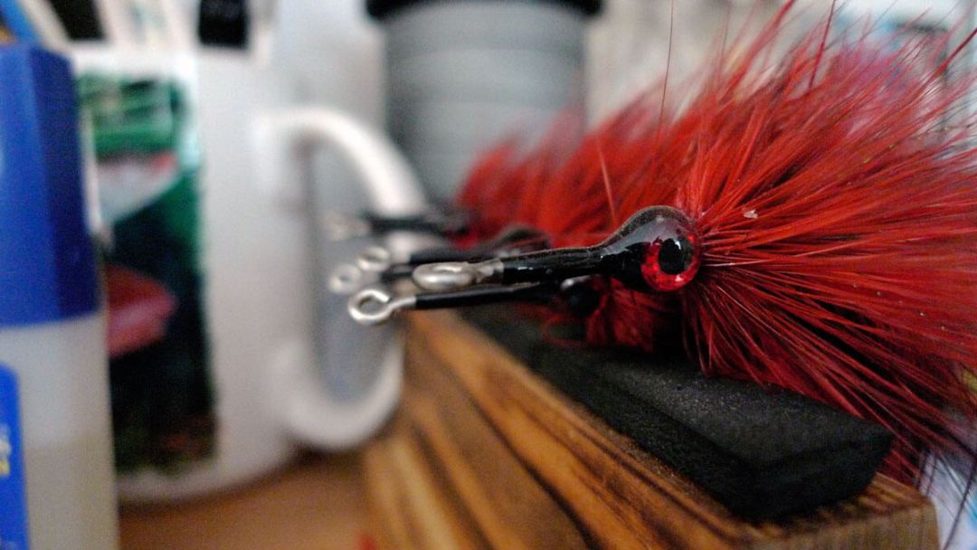 Black-Fly--Vaughn-Cochran-Bahamas and Jacksonville