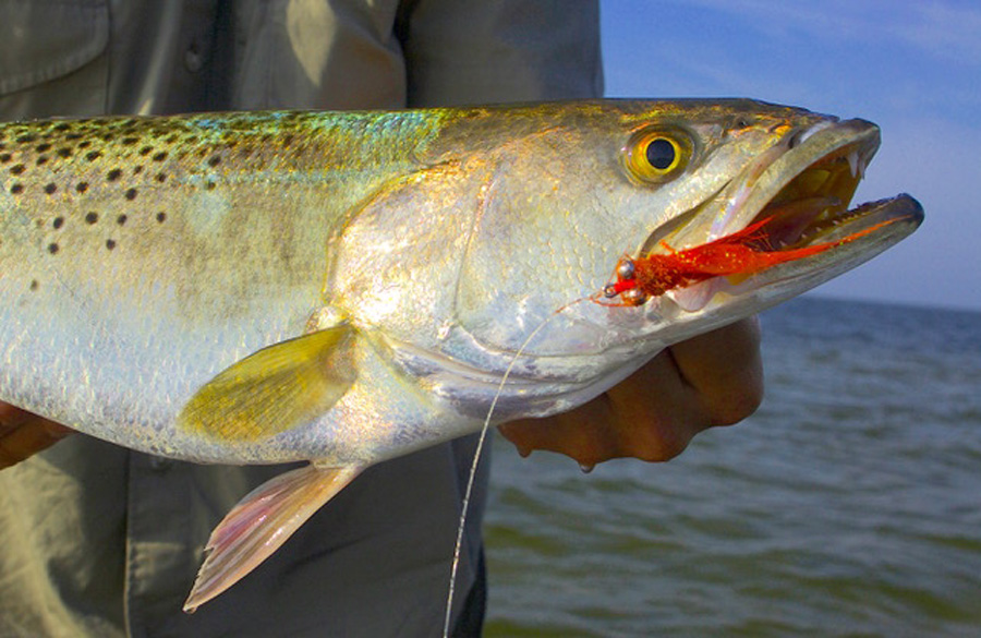 Chico Fernandez share his best everglades flies for redfish, snook and trout in Tail Fly Fishing Magazine.