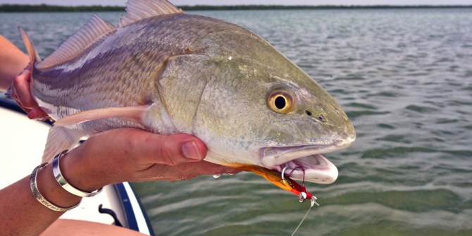 Chico Fernandez share his best everglades flies for redfish, snook and trout in Tail Fly Fishing Magazine.