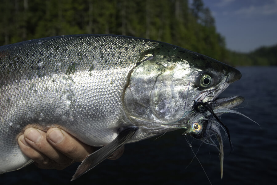 saltwater fly fishing