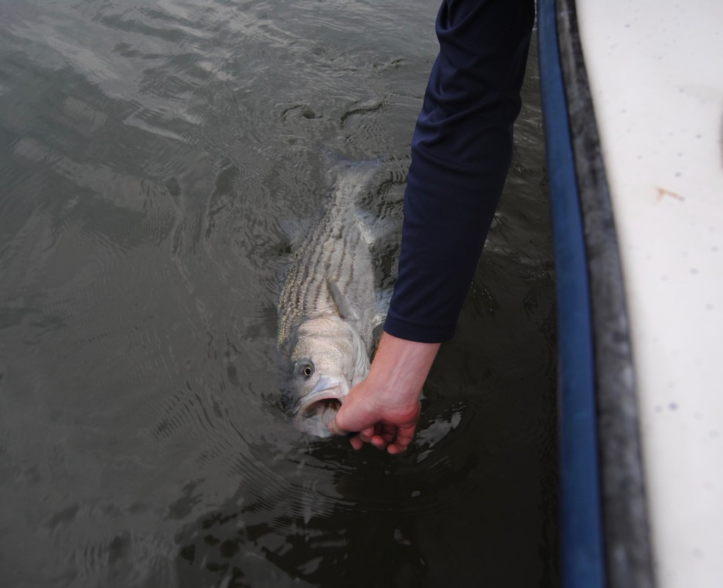 Tail Fly Fishing Magazine