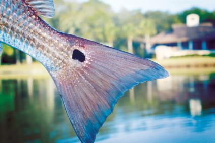 eating-the-lowcoutry---tail-fly-fishing-magazine