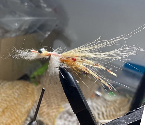saltwater flies - the evolution shrimp is a fly made for bonefish and permit that uses a shrimp head and epoxy body mimcking the M.O.E (Mother of all epoxy) fly. Esay to tie and swims great. One of the best saltwater patterns for bonefish, permit, redfish and snook.