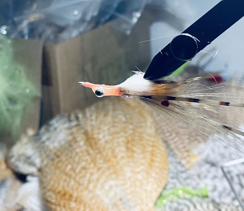 saltwater flies - the evolution shrimp is a fly made for bonefish and permit that uses a shrimp head and epoxy body mimcking the M.O.E (Mother of all epoxy) fly. Esay to tie and swims great. One of the best saltwater patterns for bonefish, permit, redfish and snook.