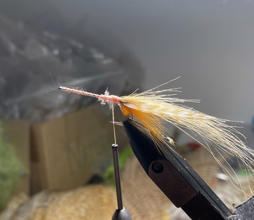 saltwater flies - the evolution shrimp is a fly made for bonefish and permit that uses a shrimp head and epoxy body mimcking the M.O.E (Mother of all epoxy) fly. Esay to tie and swims great. One of the best saltwater patterns for bonefish, permit, redfish and snook.