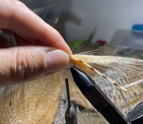saltwater flies - the evolution shrimp is a fly made for bonefish and permit that uses a shrimp head and epoxy body mimcking the M.O.E (Mother of all epoxy) fly. Esay to tie and swims great. One of the best saltwater patterns for bonefish, permit, redfish and snook.