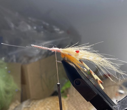 saltwater flies - the evolution shrimp is a fly made for bonefish and permit that uses a shrimp head and epoxy body mimcking the M.O.E (Mother of all epoxy) fly. Esay to tie and swims great. One of the best saltwater patterns for bonefish, permit, redfish and snook.