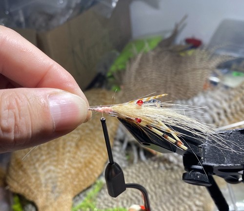 saltwater flies - the evolution shrimp is a fly made for bonefish and permit that uses a shrimp head and epoxy body mimcking the M.O.E (Mother of all epoxy) fly. Esay to tie and swims great. One of the best saltwater patterns for bonefish, permit, redfish and snook.