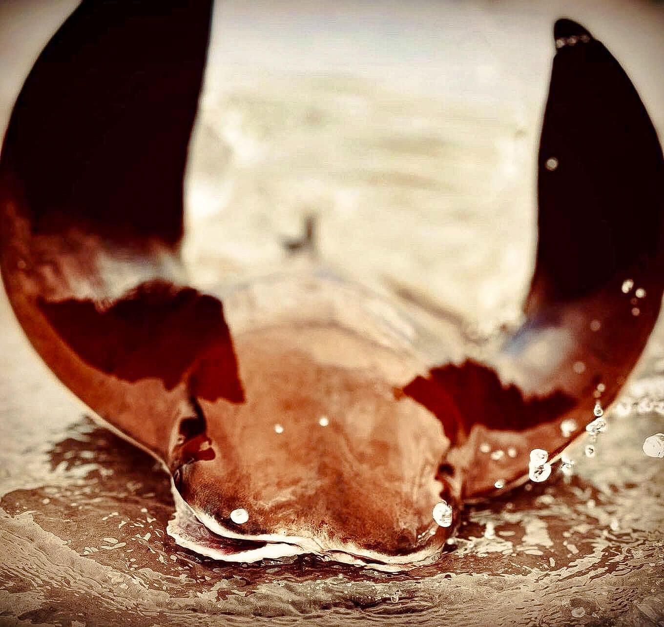 For a (very) few knowing fly anglers, cownose rays bring the heat.