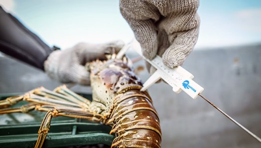 fly fishing in belize - turneffe flats - tail fly fishing magazine