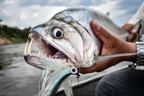 fly fishing magazine - peacock bass and payara in colombia