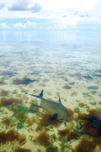 saltwater fly fishing photo contest - tail fly fishing magazine photo contest