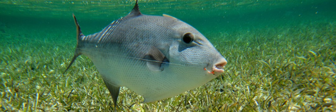 triggerfish - fly fishing magazine - tail fly fishing magazine