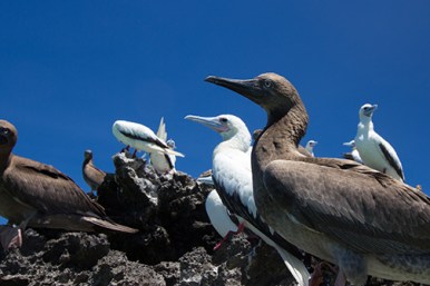 Giant trevally on the fly - GT on the fly