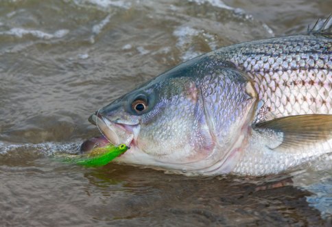 Stripers in the Suds Inshore fishing catching Striped Bass on a fly rod with John G. Sherman, | Saltwater fly fishing