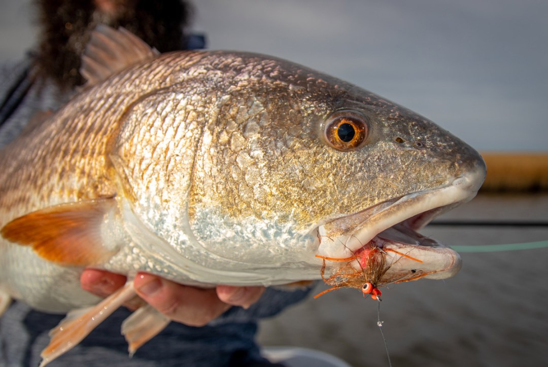 redfish on the fly