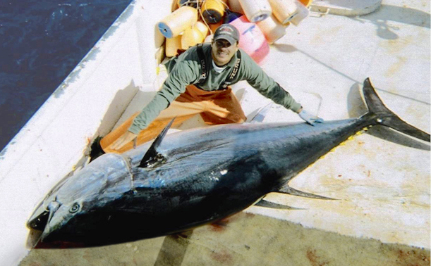 Is lab-grown Bluefin tuna going to help stop overfishing?