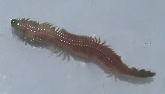 saltwater fly fishing - worms