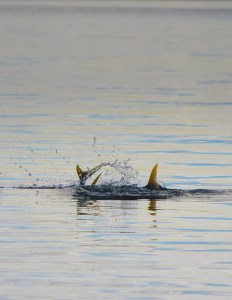 saltwater fly fishing photo contest - tail fly fishing magazine photo contest