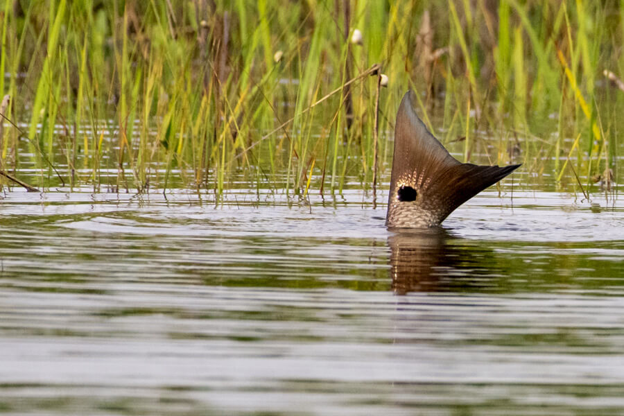 fly fishing magazine