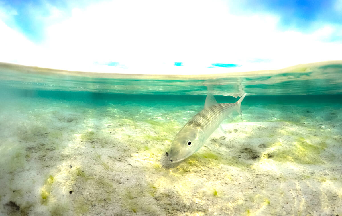 BONEFISH IN TURKS AND CAICOS