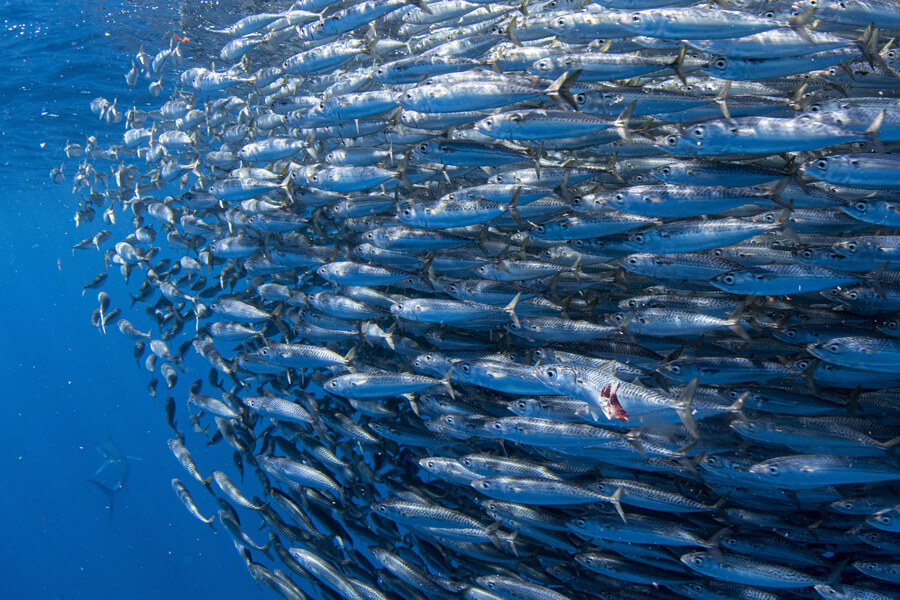 saltwater fly fishing | Striped Marlin