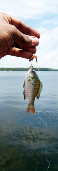 saltwater fly fishing - Capt Scott Hamilton's tale in tail fly fishing magazine - A guides Life.