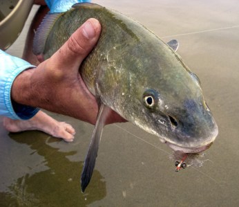 saltwater fly fishing for corbina in the surf 3