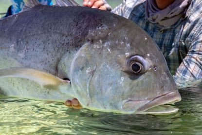 Saltwater fly fishing for GTs