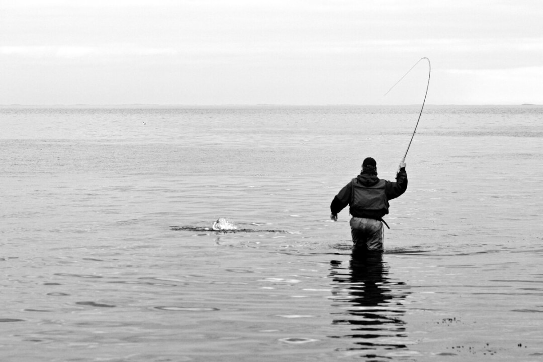 Saltwater fly fishing for Northern Sea trout