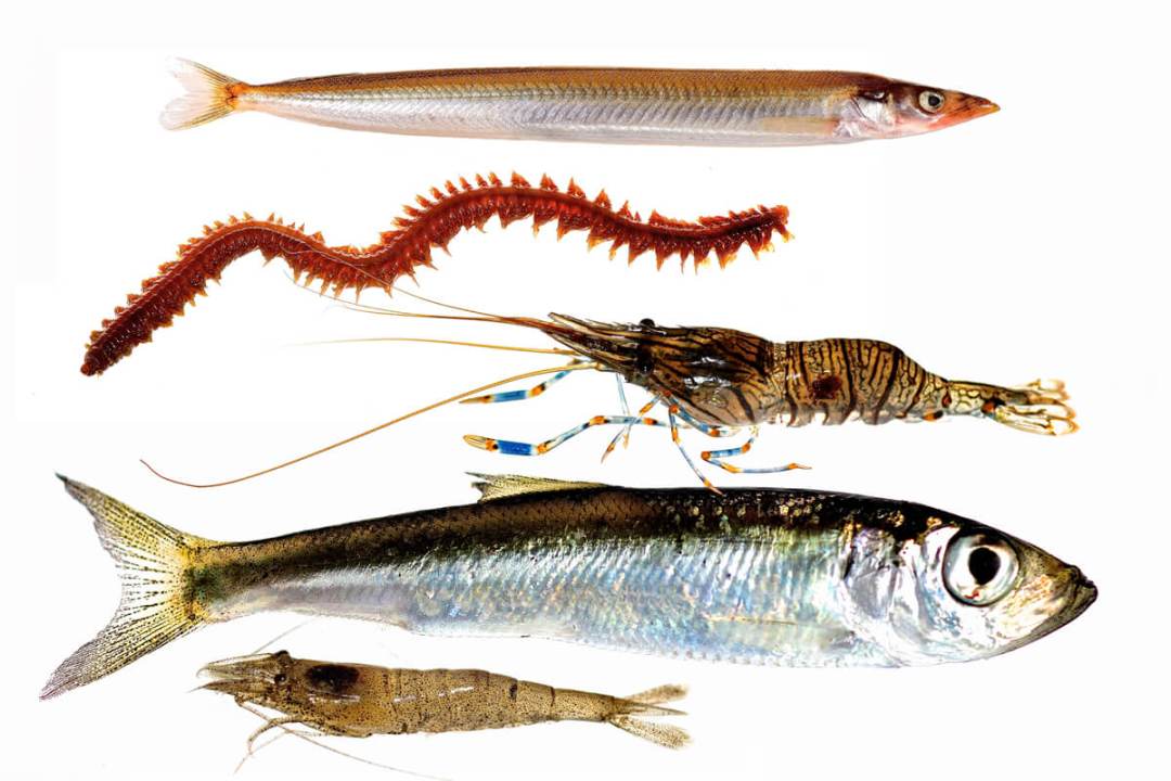 Saltwater fly fishing for Northern Sea trout