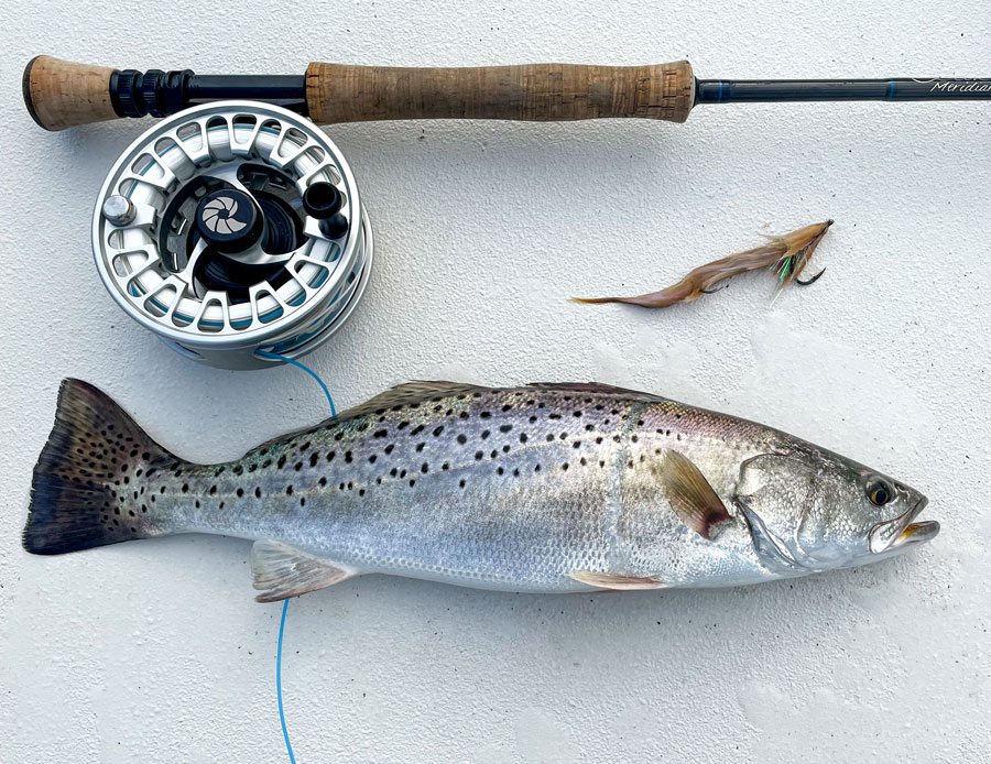 speckled trout on fly in tail fly fishing magazine - the only fly fishing magazine dedicated to fly fishing in saltwater