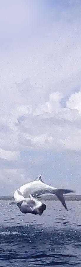 tarpon on the fly in tail fly fishing magazine