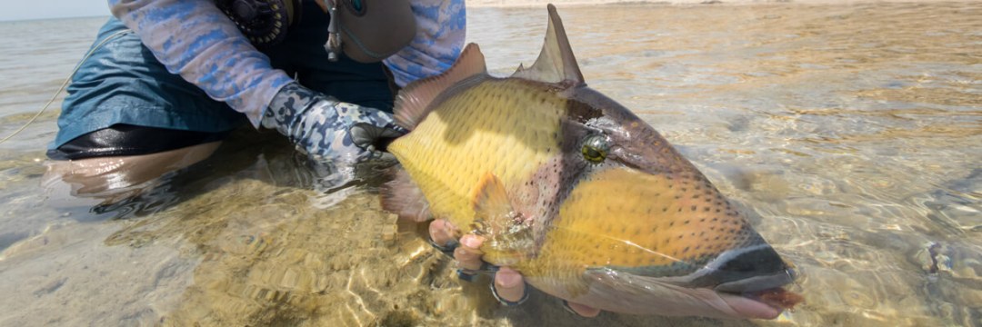 triggerfish - fly fishing magazine - tail fly fishing magazine