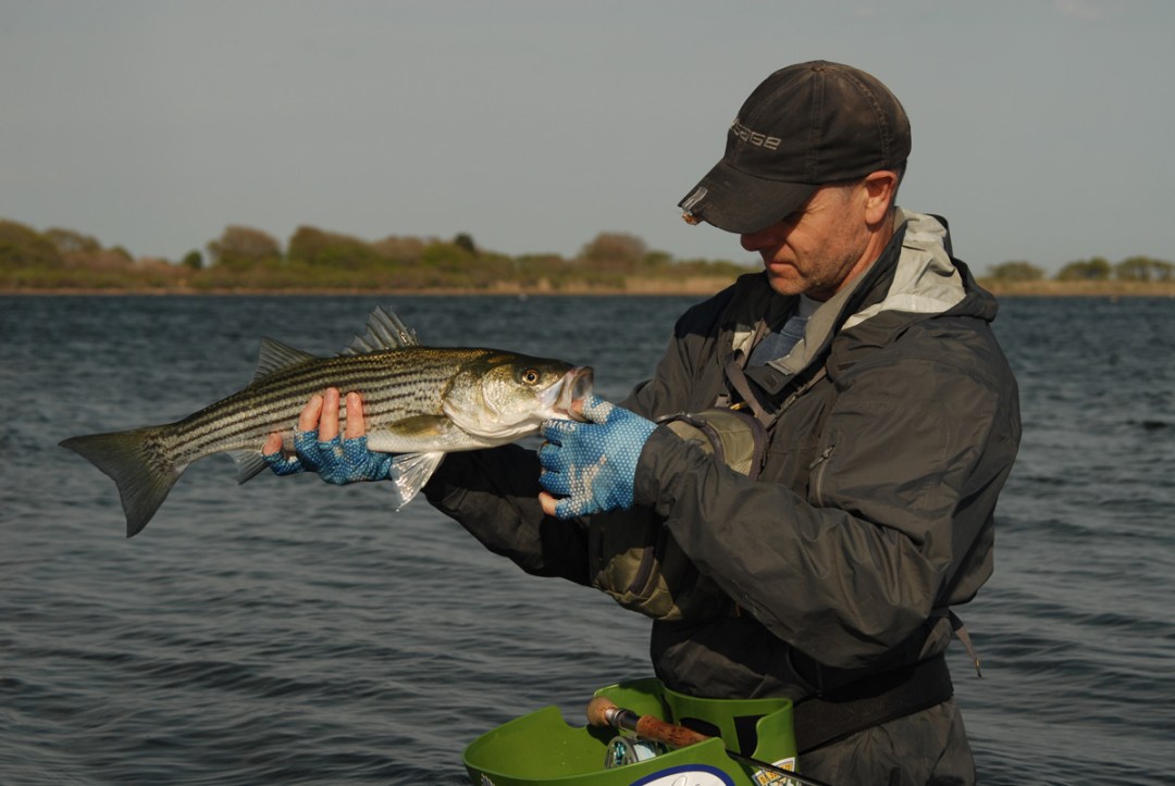 cinder worm hatch for striped bass