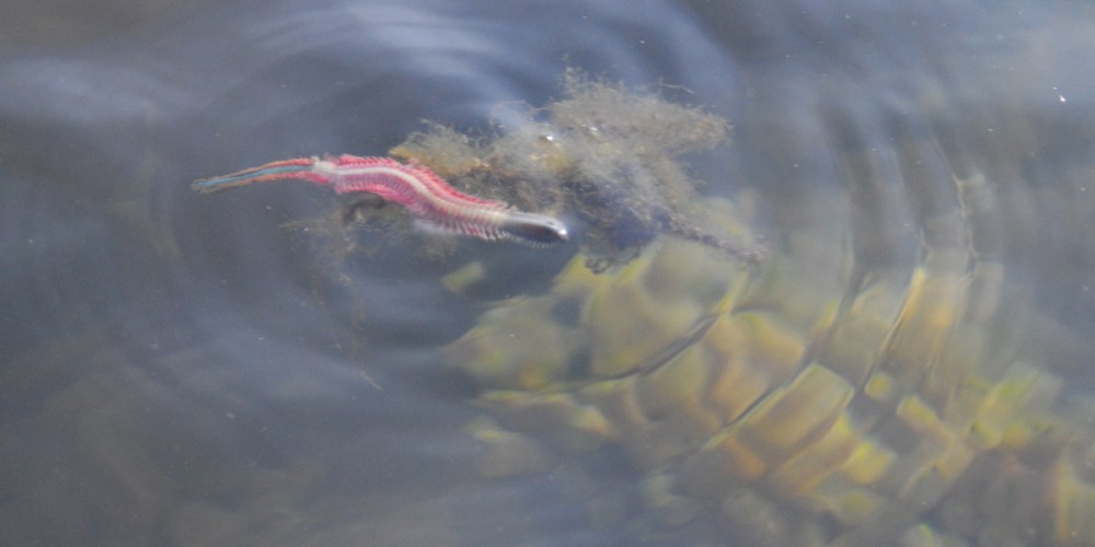 cinder worm hatch for striped bass