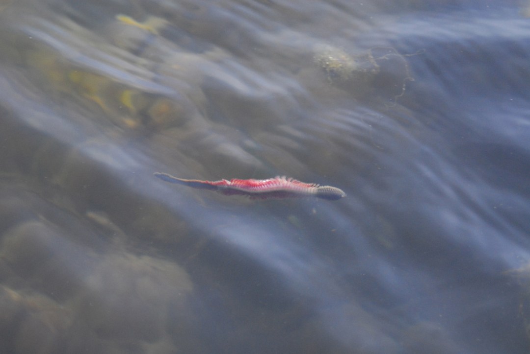 cinder worm hatch for striped bass