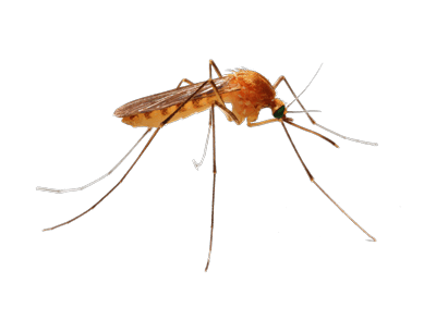 fly anglers and mosquitos