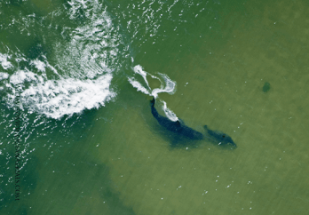 great white sharks in cape cod