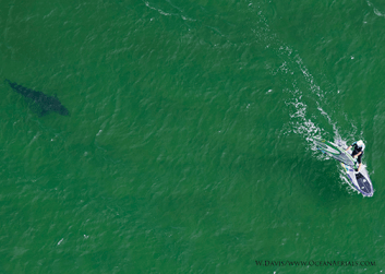 great white sharks in cape cod