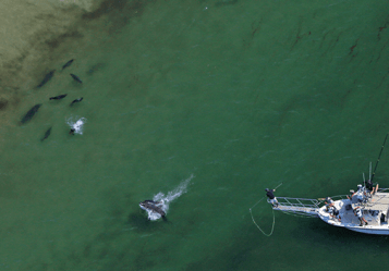 great white sharks in cape cod
