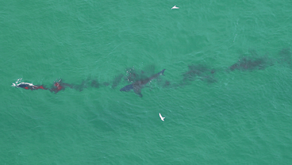 great white sharks in cape cod