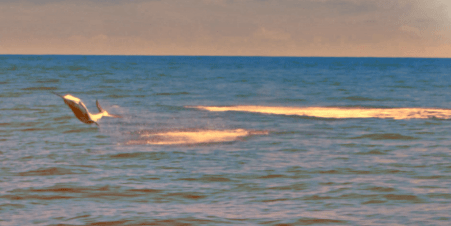 tail fly fishing magazine - fly fishing for blllfish