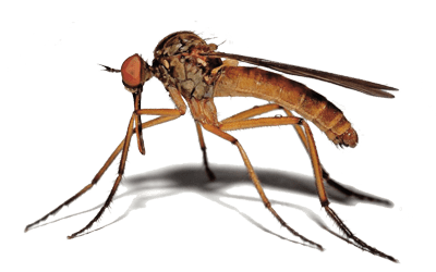 fly anglers and mosquitos