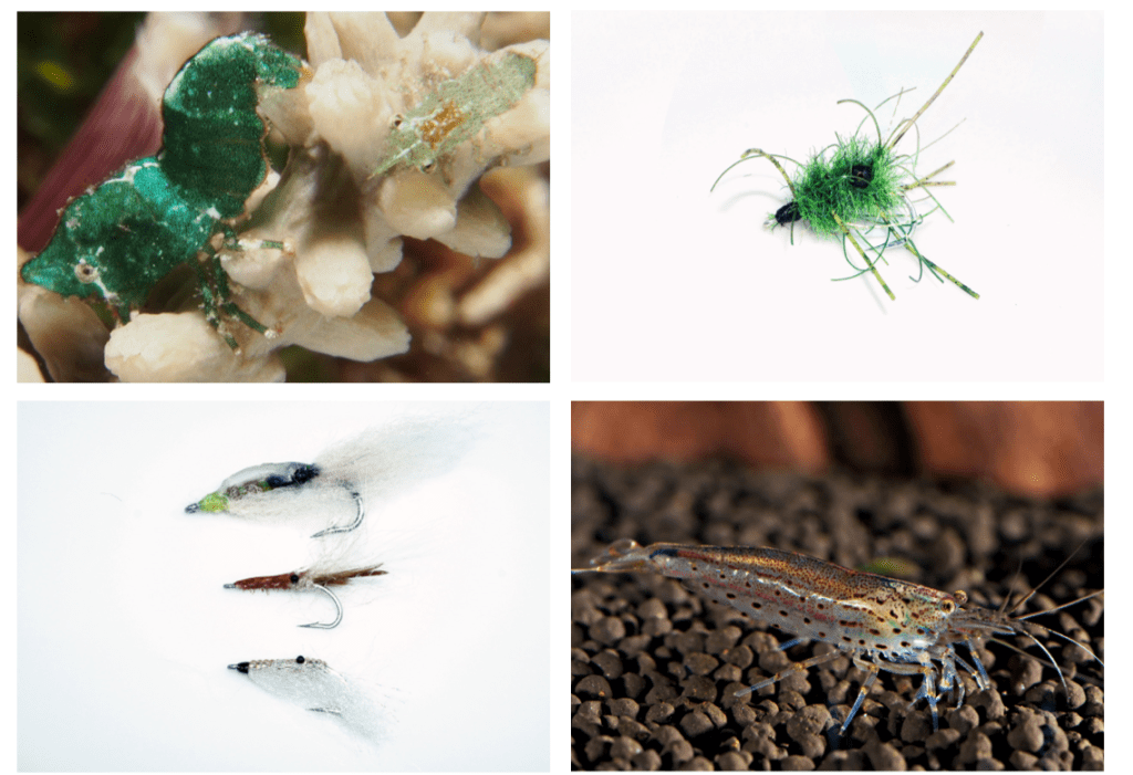 fly fishing magazine - bonefish, bonefish flies and shrimp species